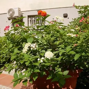 Apartment House With Garden And Parking Space In Mergellina, Naples
